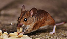24 Hour & Emergency Exterminators in Pineland, SC